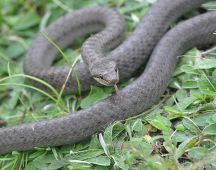 07 wird auch Glattnatter genannt